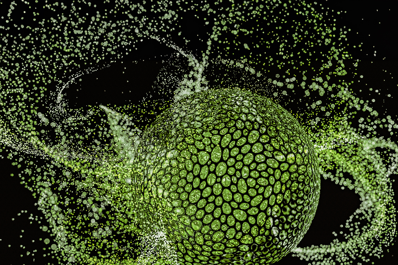 TerrAnimalia | Apoptosi cellulare e patologia degenerative