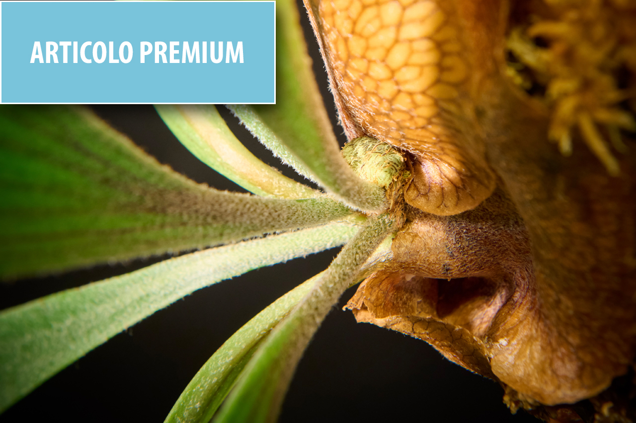 TerrAnimalia | Gemmoderivati