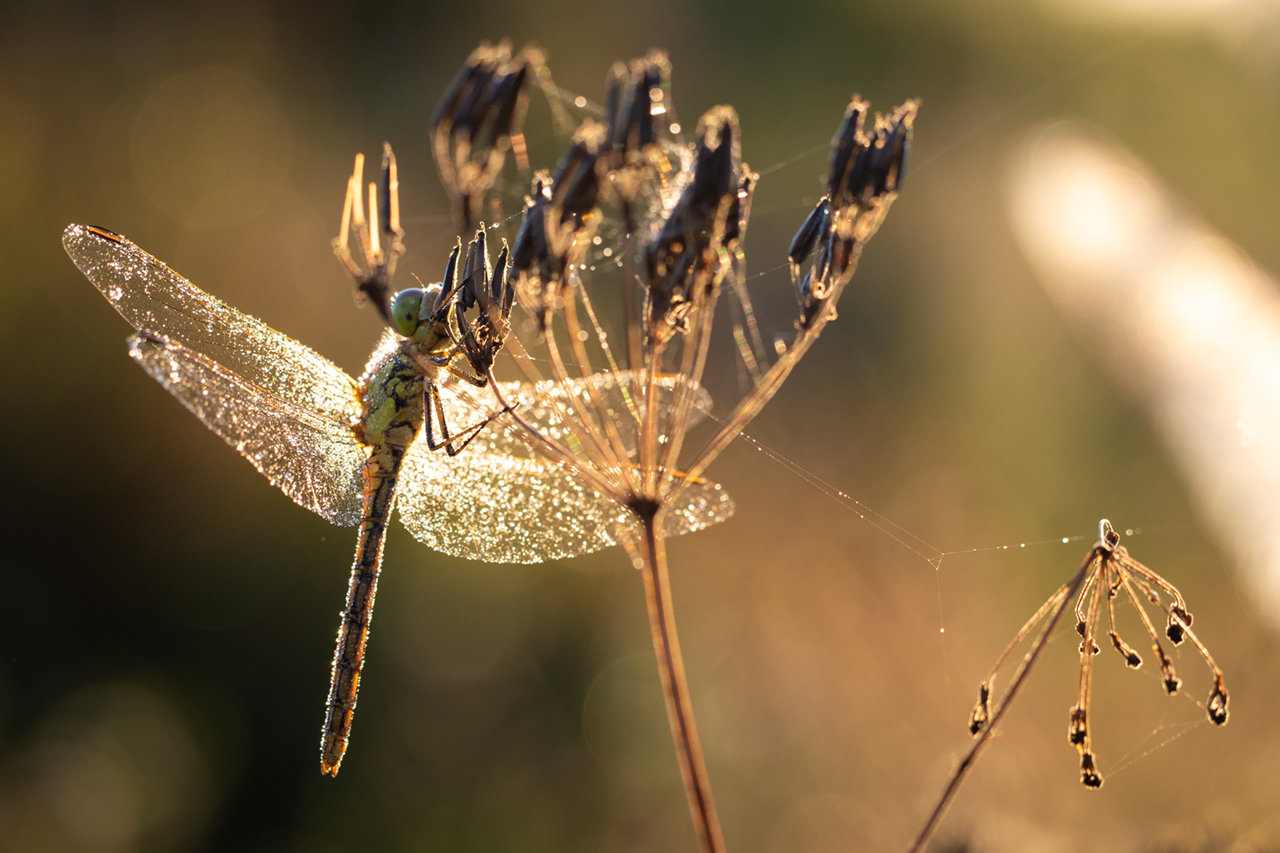 TerrAnimalia | Libellule come uccelli
