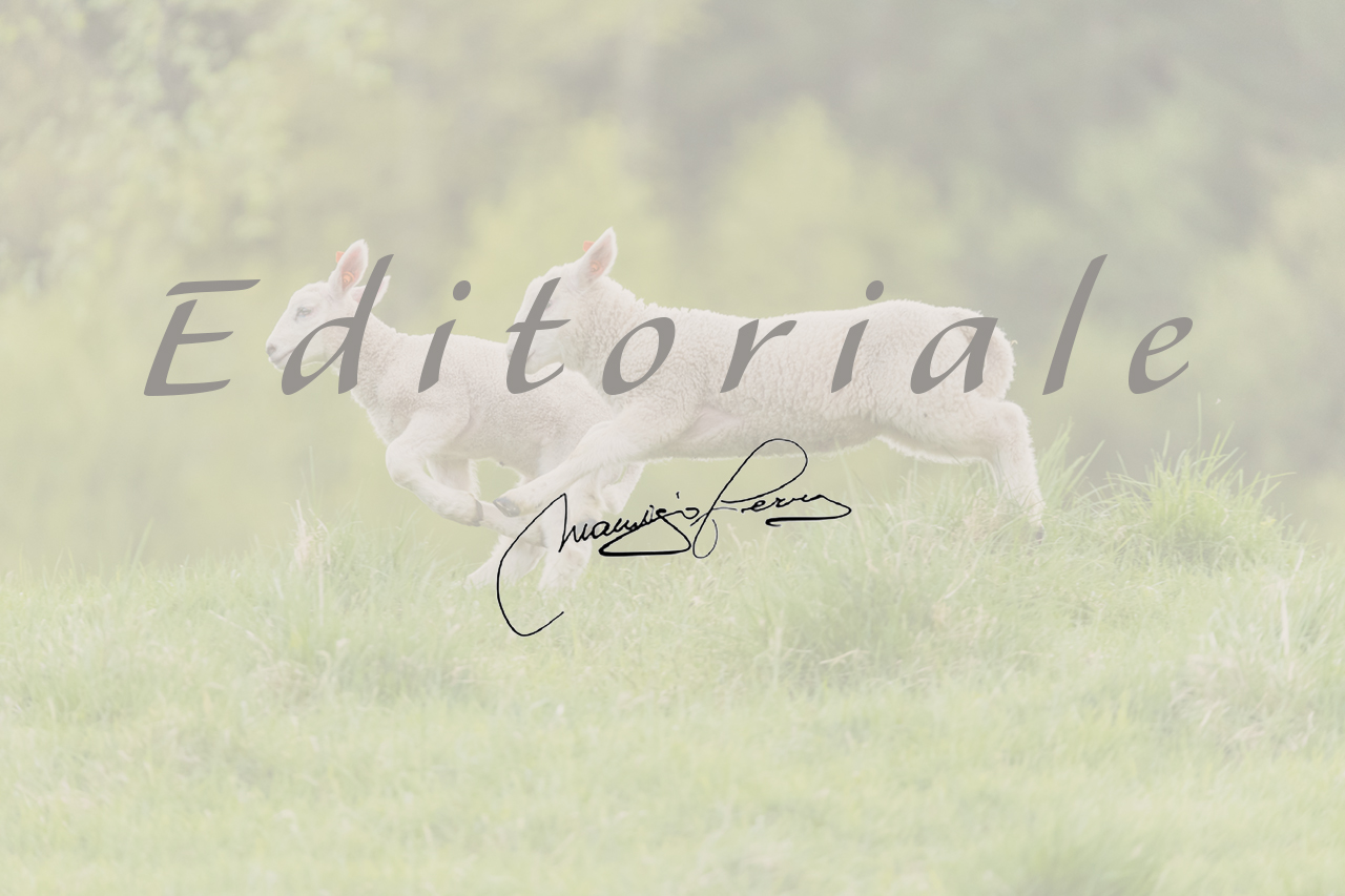 TerrAnimalia | Editoriale