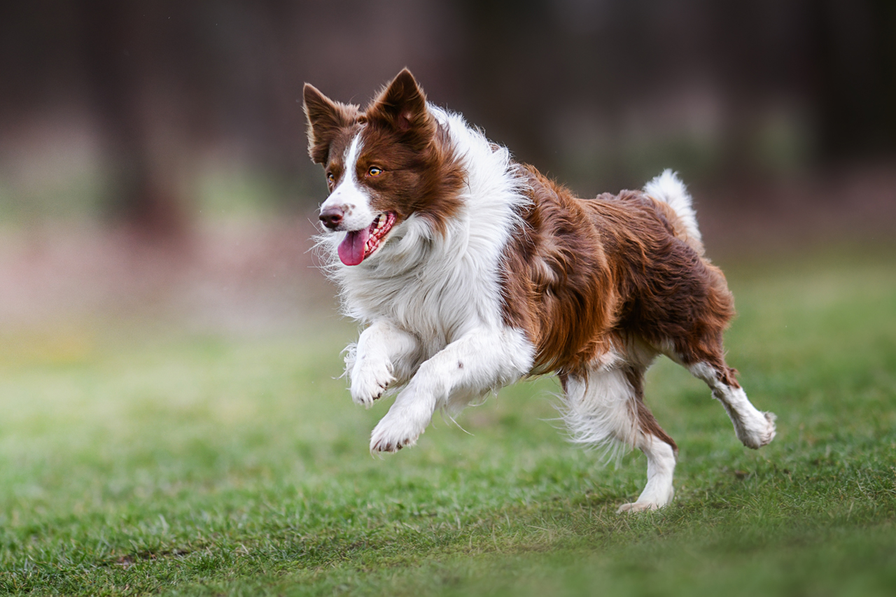 TerrAnimalia | Diamina ossidasi