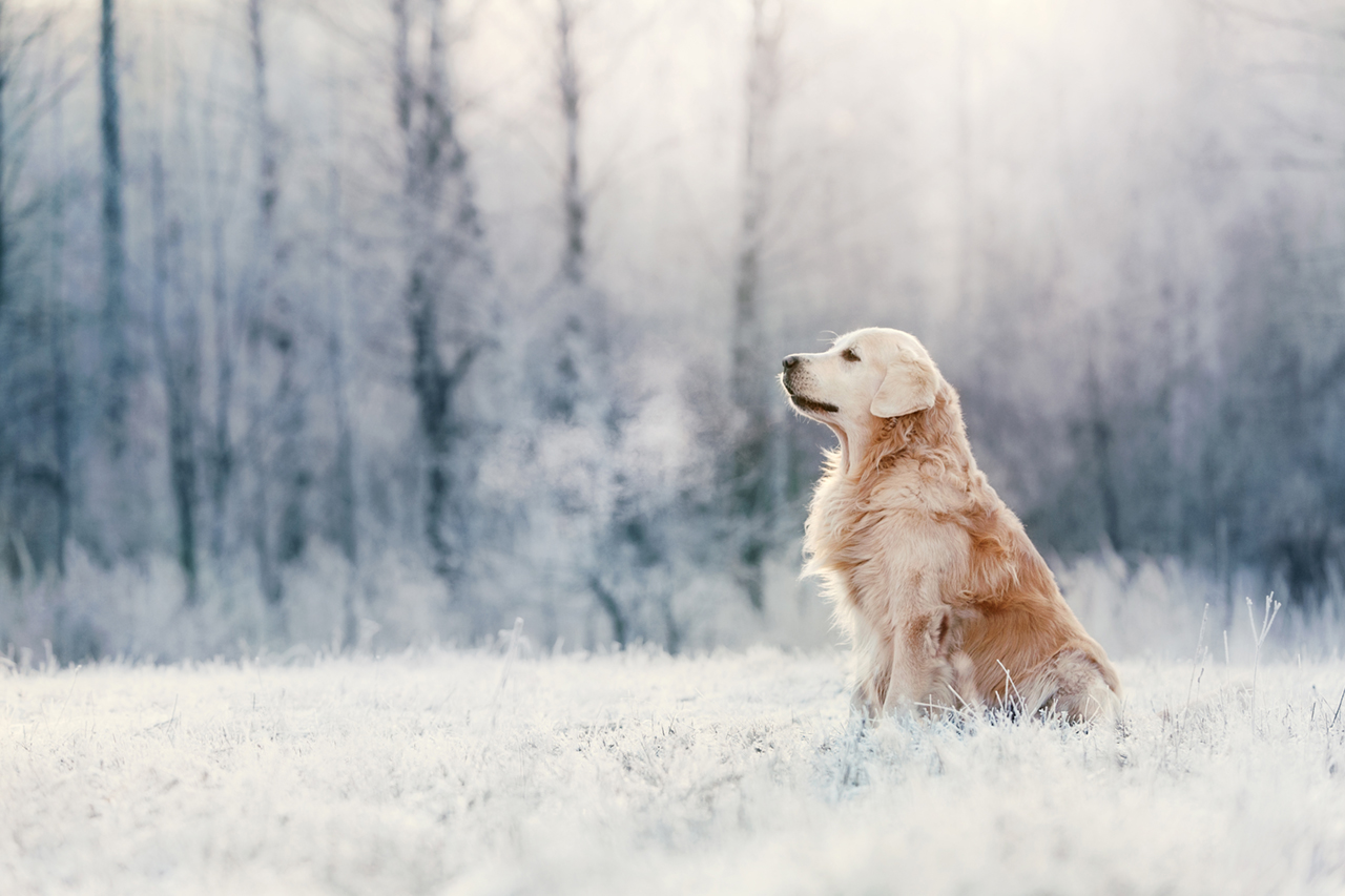 TerrAnimalia | Il cane d'inverno
