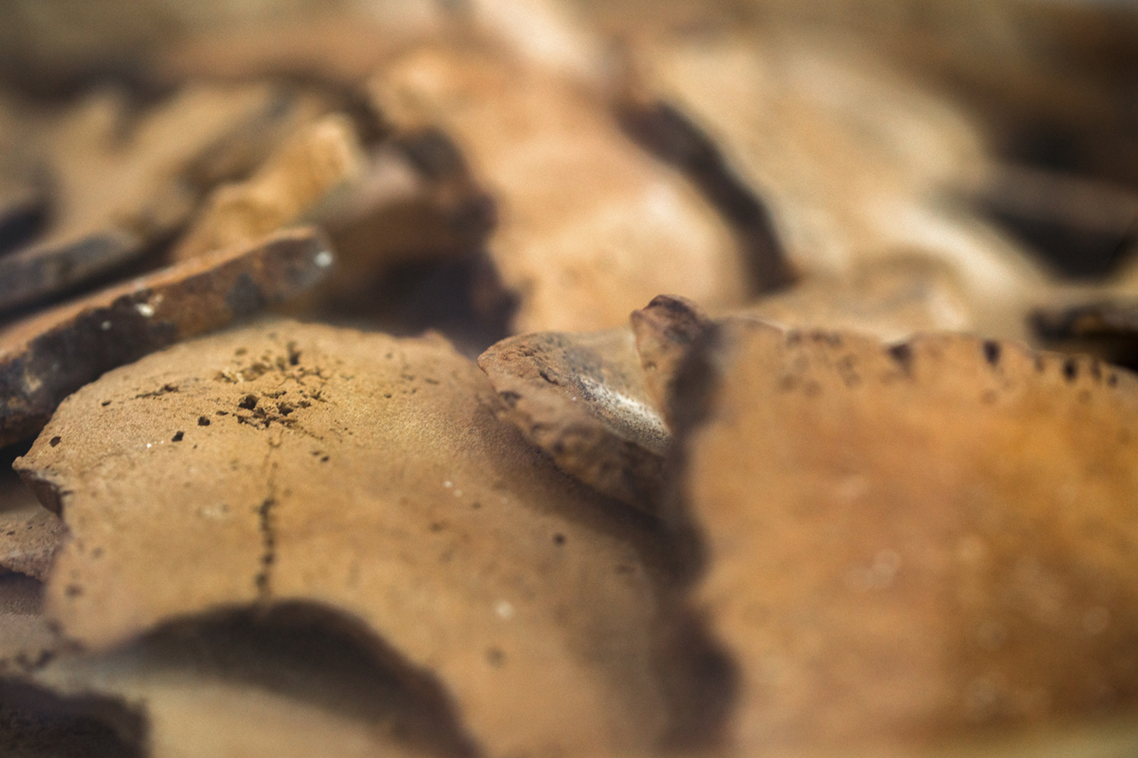 TerrAnimalia | Poria cocos