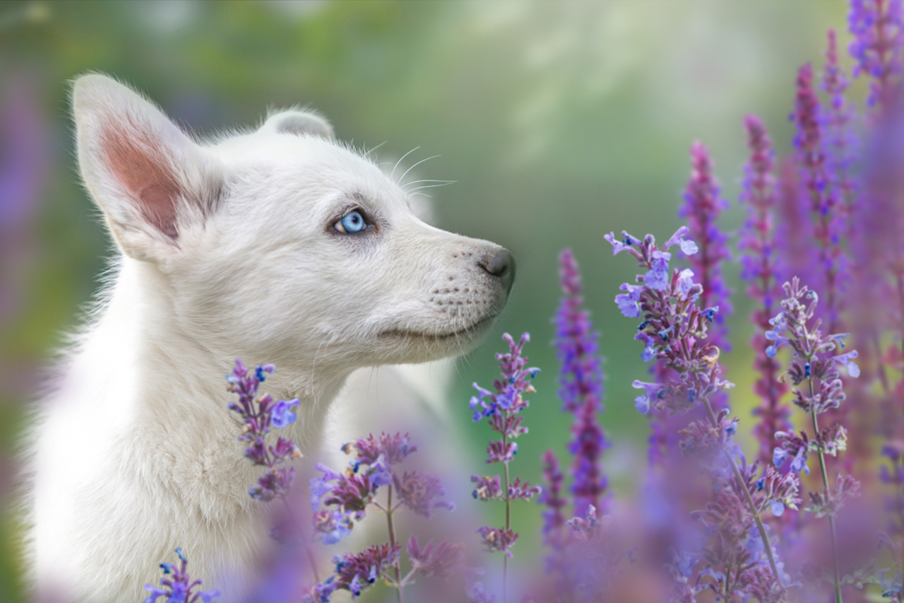 TerrAnimalia | La salvia per il tuo cane