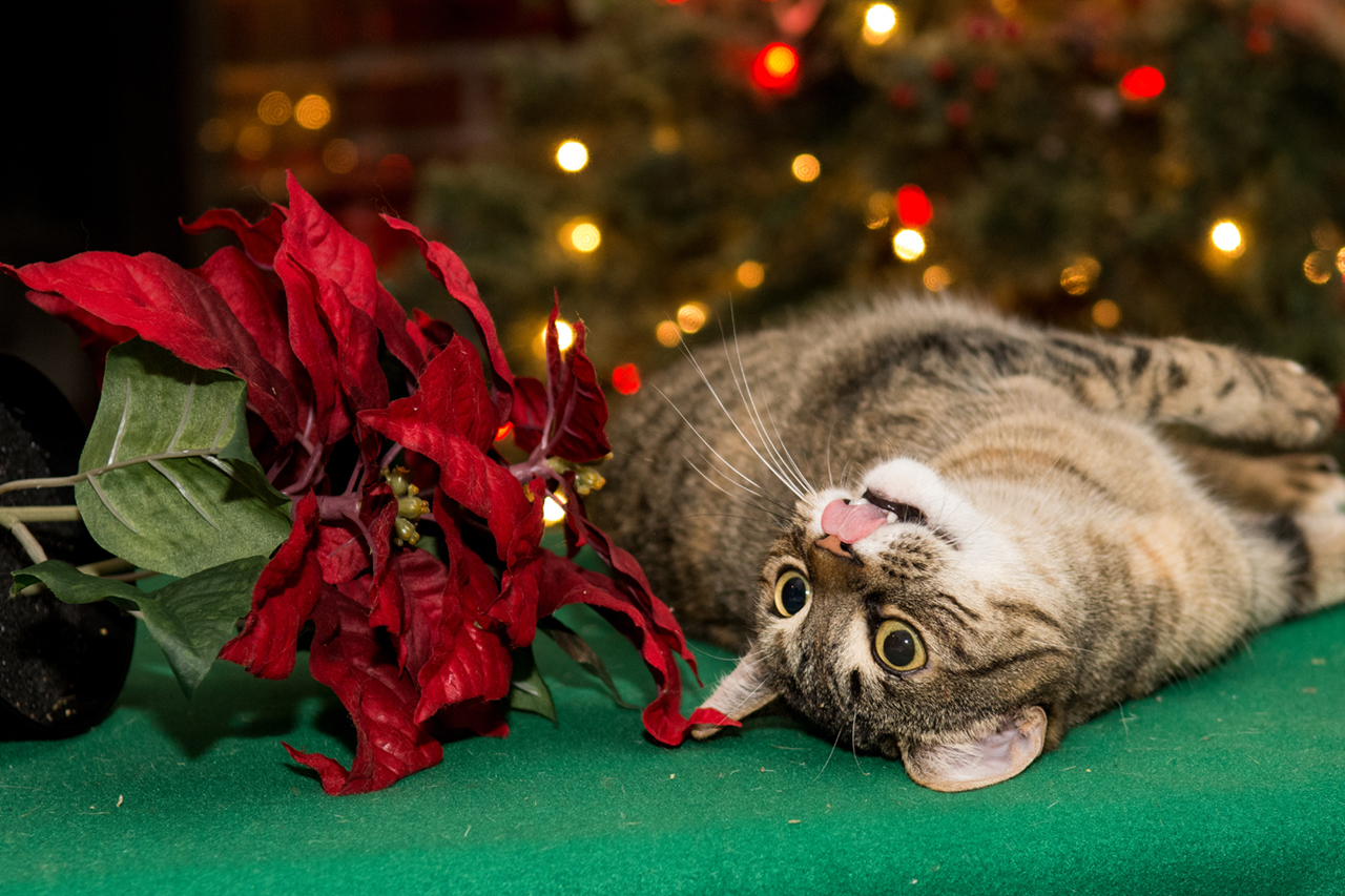 TerrAnimalia | Tossicologia nel cane e nel gatto